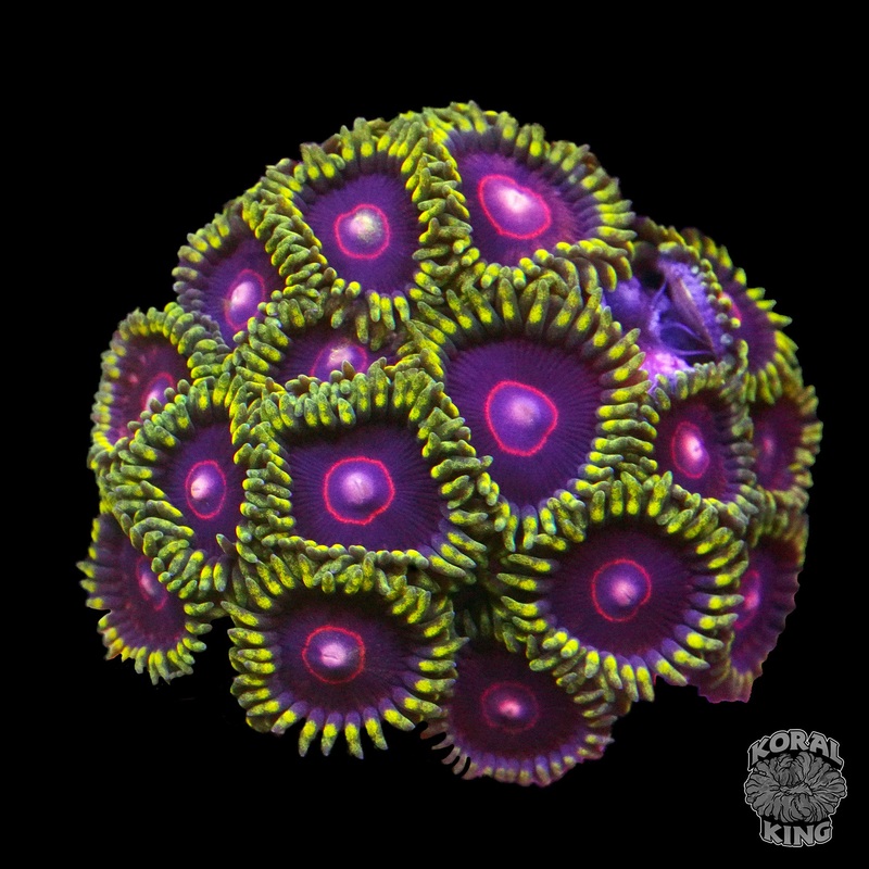 PHE Red Ring Zoa Frag