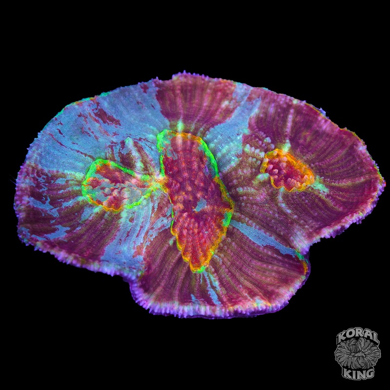 Rainbow Australomussa (Scolymia Vitensis)
