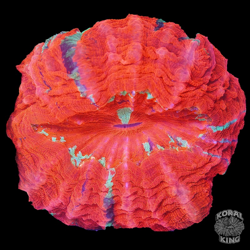 Red Rainbow Acantho