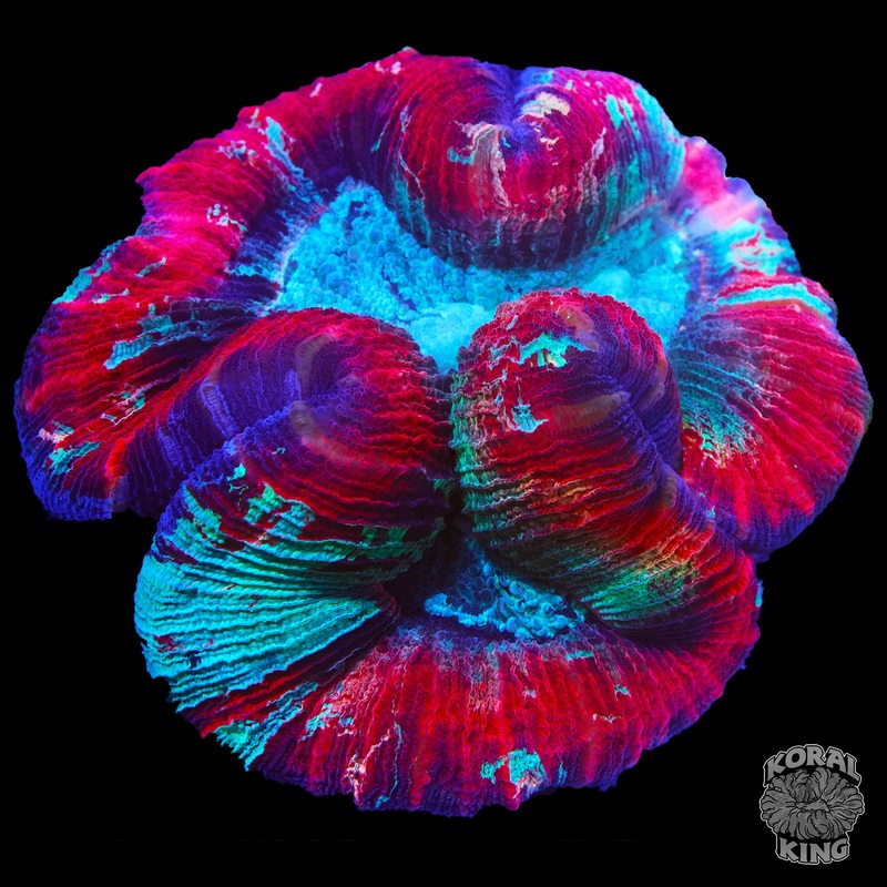 Red Rose Trachy XL