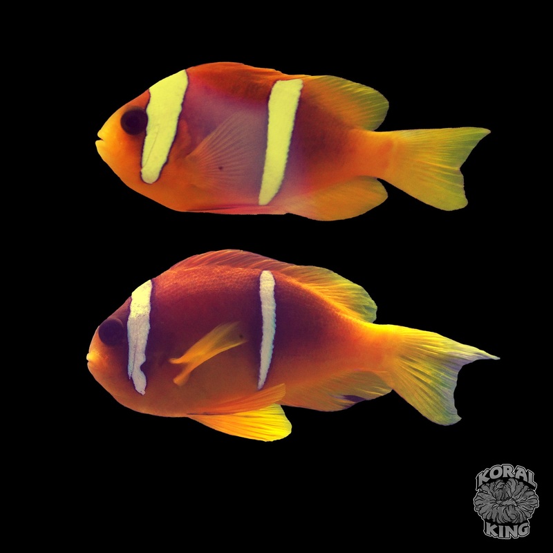 Red Sea Clown Pair (2 Fish)