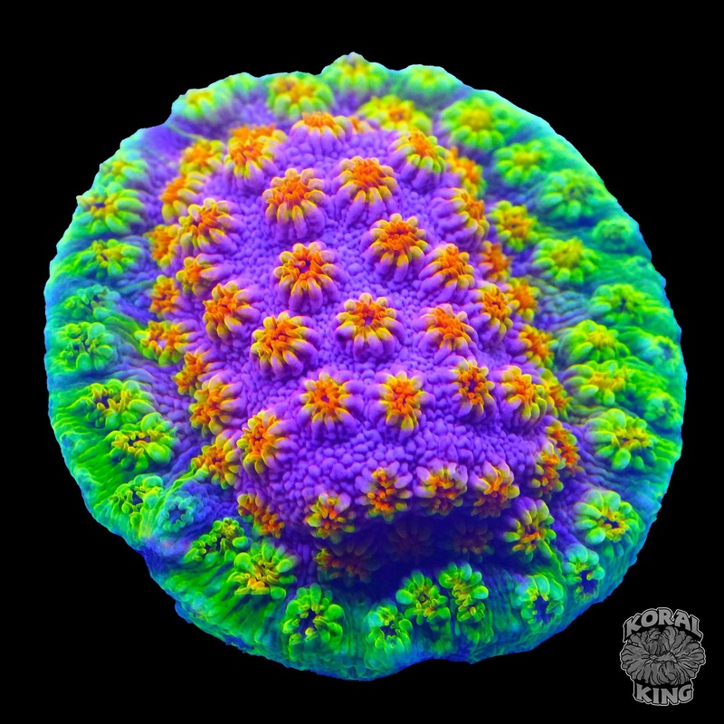 Skittles Bomb Cyphastrea
