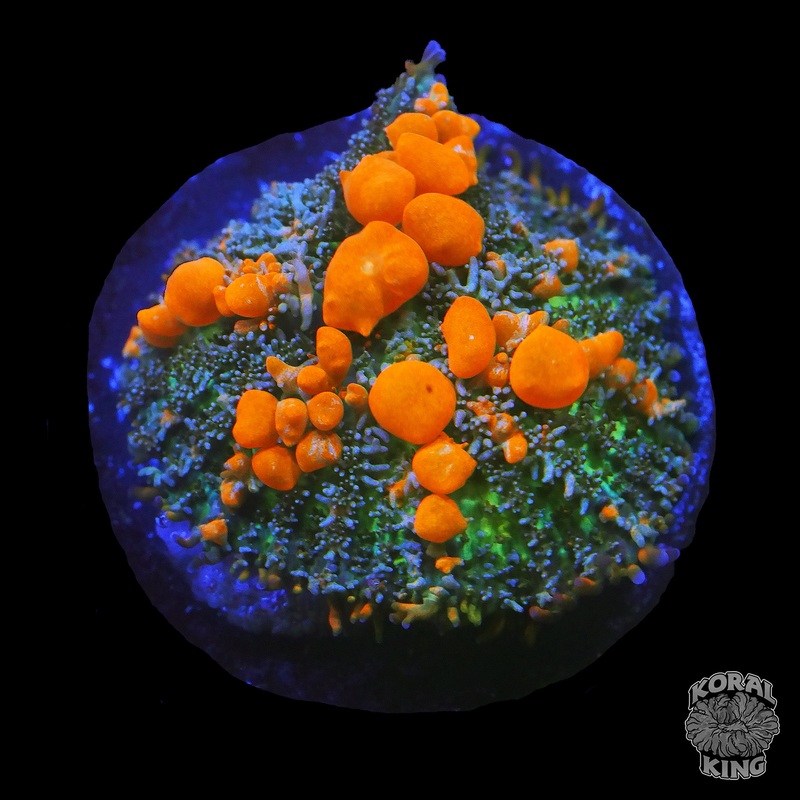Sunkist Bounce Shroom