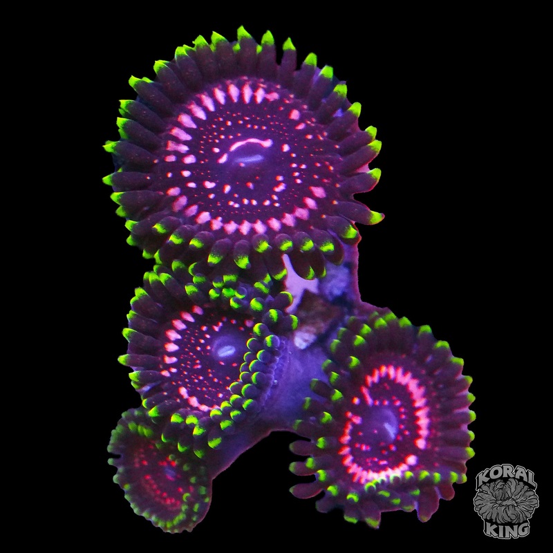 WWC Taser Zoa