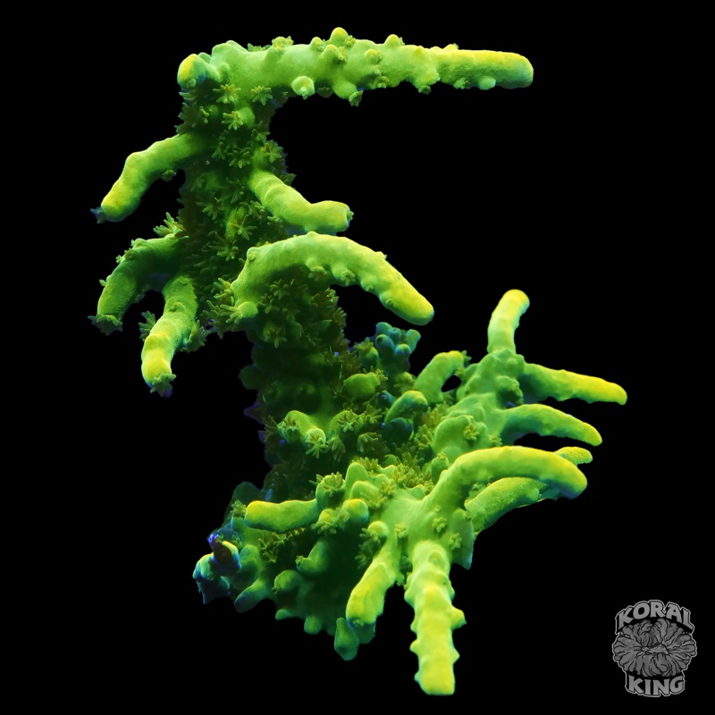 WWC Yellow Tip Acropora Frag