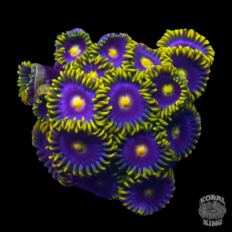 Yellow Jacket Zoa