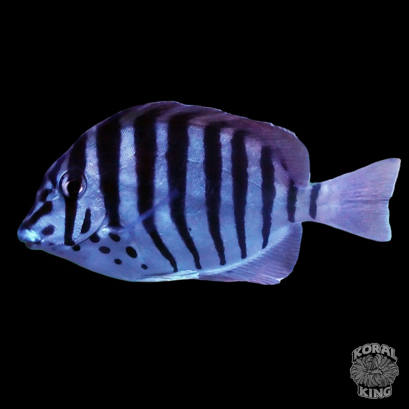 Zebra Tang