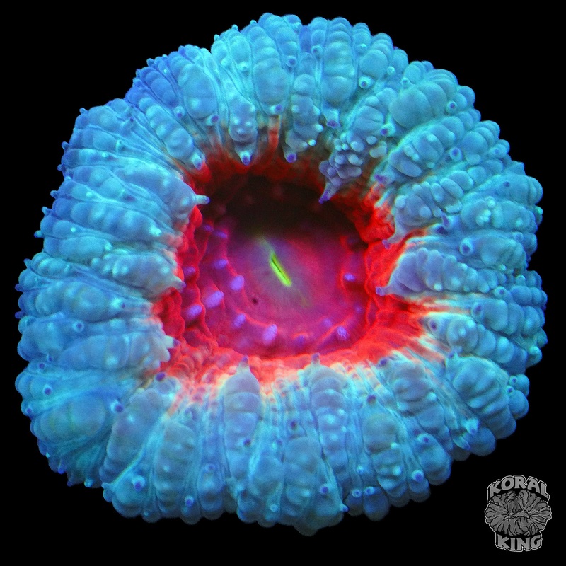 Aqua Blasto Frag