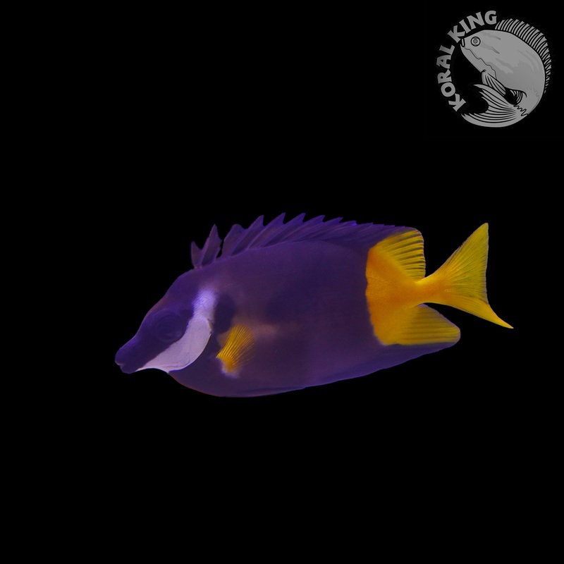 Bicolor Foxface Rabbitfish