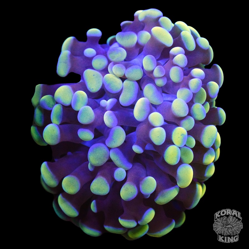 Purple Yellow Branching Hammer Frag