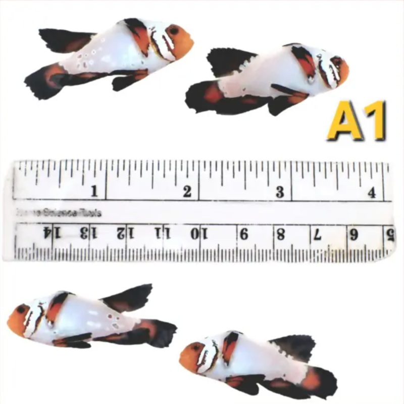 WYSIWYG A1 Longfin Premium Frostbite Pair