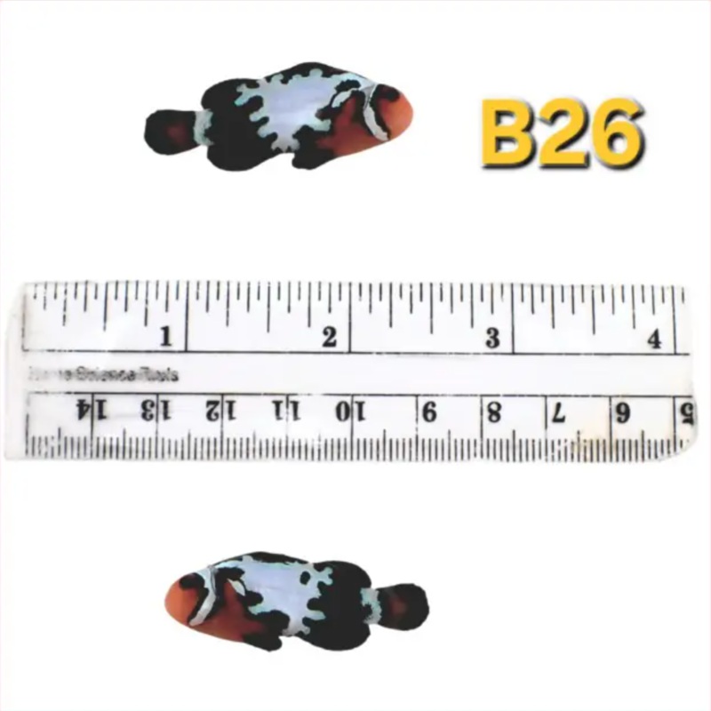 WYSIWYG B26 Starburst Blacker Ice