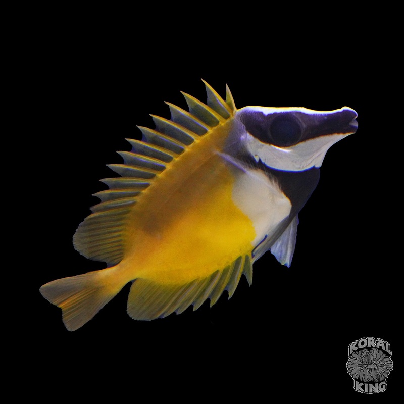 Yellow Foxface